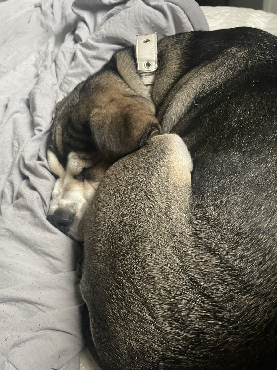 scjohnson0's tweet photo. a little life update since i haven’t been on here in forever..
me and justin bought a house in december, and got our precious baby bruno in march!❤️ https://t.co/MYlV1HaAiw