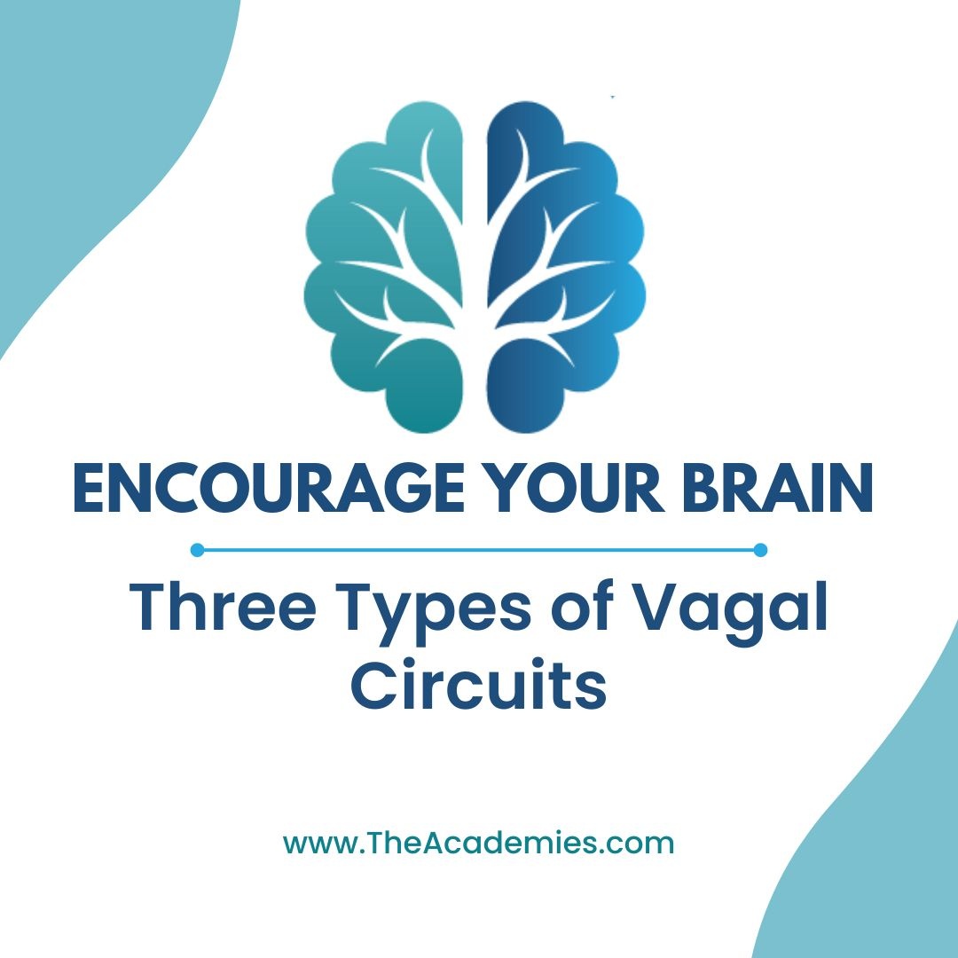 TheAcademies's tweet image. 💡Did you know? You have three vagal circuits that are engaged as a result of what your body is unconsciously perceiving when responding to external stimuli.

🎥 Join us as we dive into this fascinating topic: bit.ly/44HEXak

#BrainBasedCoaching