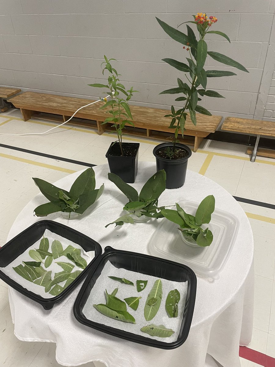 Miss David tweet media