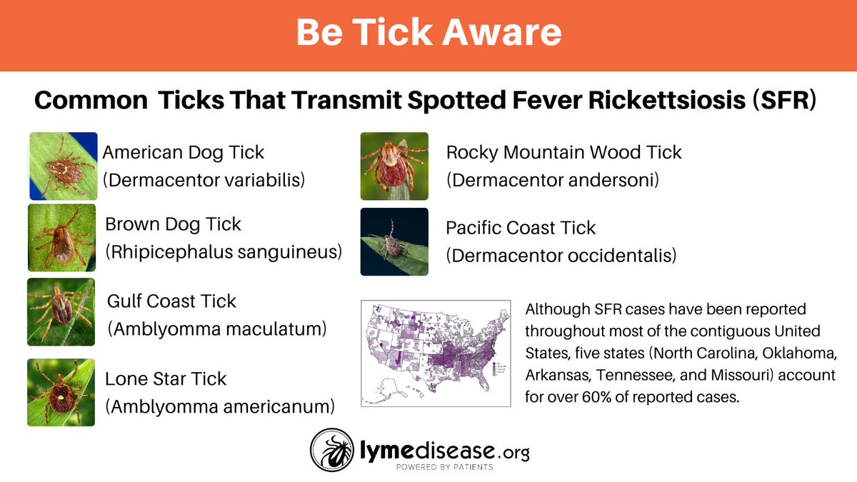 These are the most common #ticks that are known to transmit spotted fever Rickettsiosis in North America, caused by Rickettsia bacterium:
▪️Rickettsia rickettsii, (aka RMSF)
▪️Rickettsia parkeri
▪️Rickettsia philipii,
▪️Rickettsia helvetica* 
Read More: lymedisease.org/rickettsial-in…