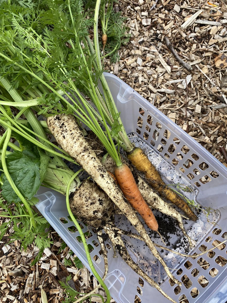 MsWallis1's tweet photo. Our school garden in all its glory. @RHSSchools @AngelaSmith_xo @Paisley_Grammar https://t.co/gKYD3N0PJY