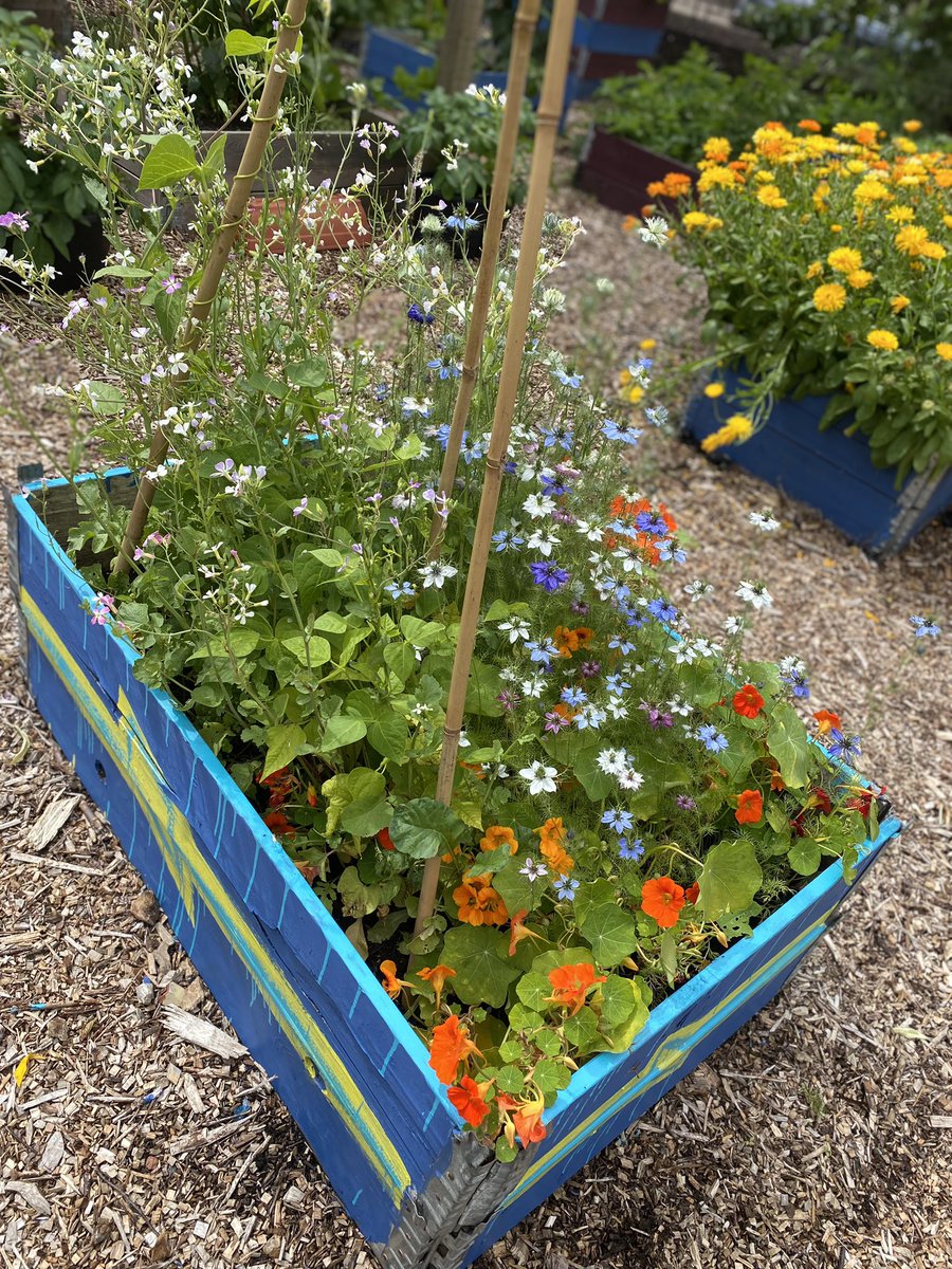 MsWallis1's tweet photo. Our school garden in all its glory. @RHSSchools @AngelaSmith_xo @Paisley_Grammar https://t.co/gKYD3N0PJY