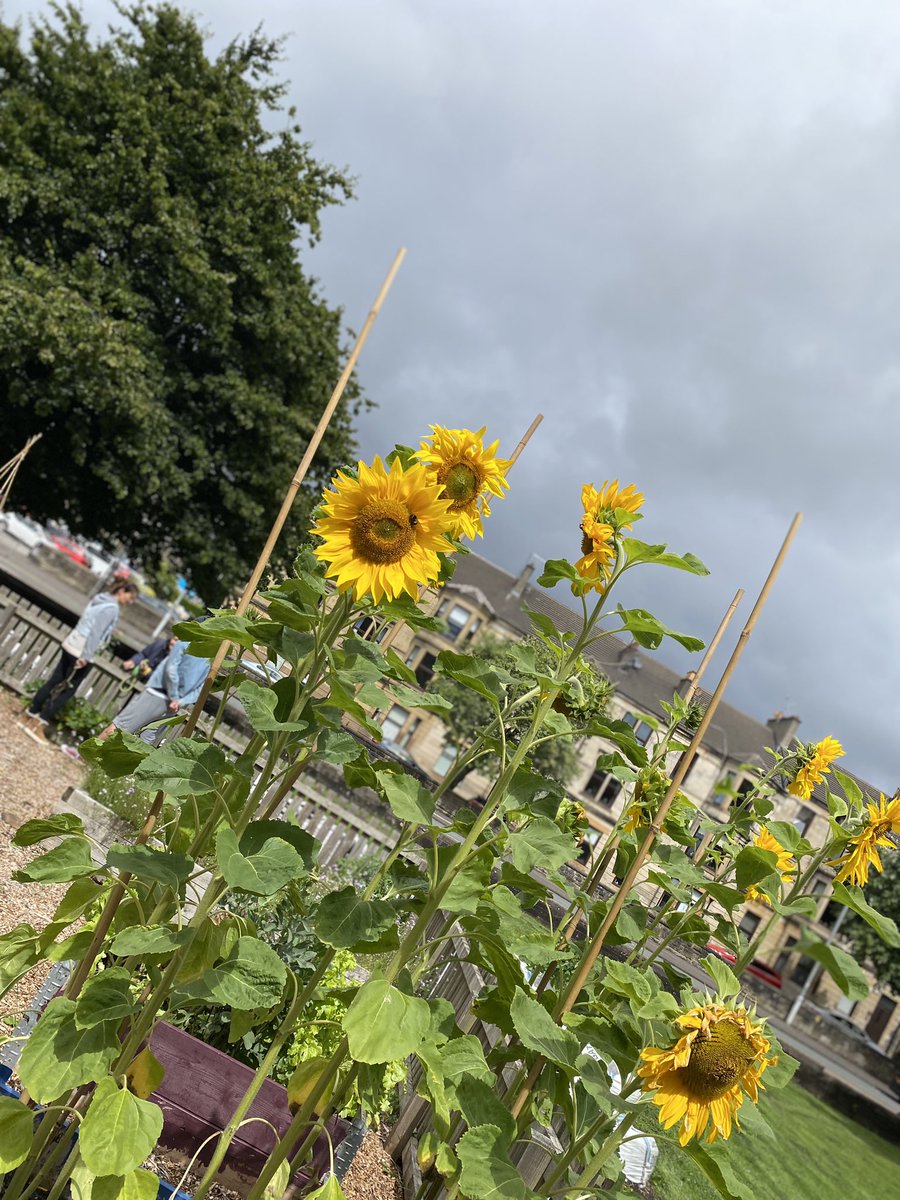 MsWallis1's tweet photo. Our school garden in all its glory. @RHSSchools @AngelaSmith_xo @Paisley_Grammar https://t.co/gKYD3N0PJY