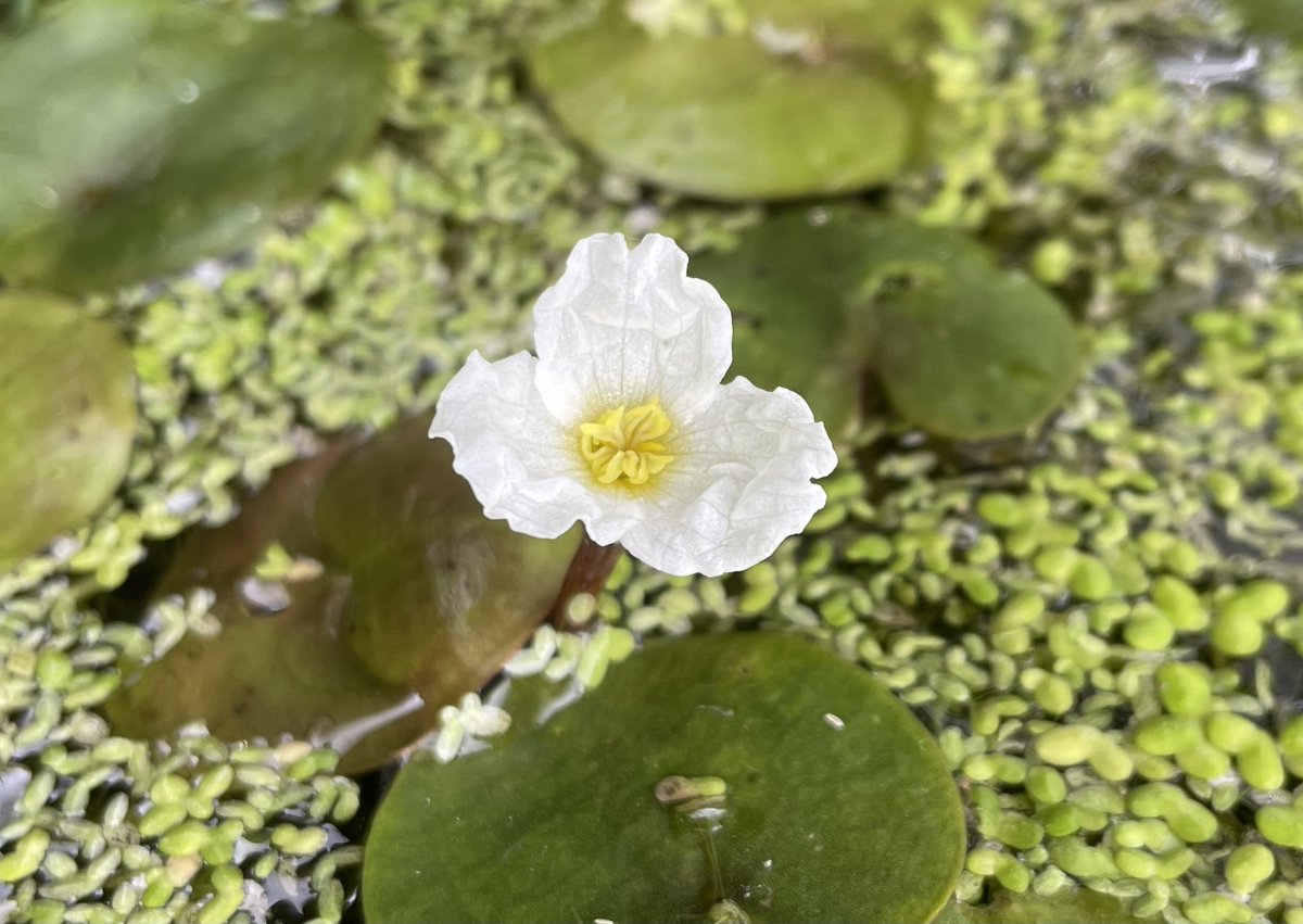 🤍 Fab Fen plants 🤍

Tubular Water-dropwort and Frogbit in abundance in local Fens this week.

#WetlandWednesday