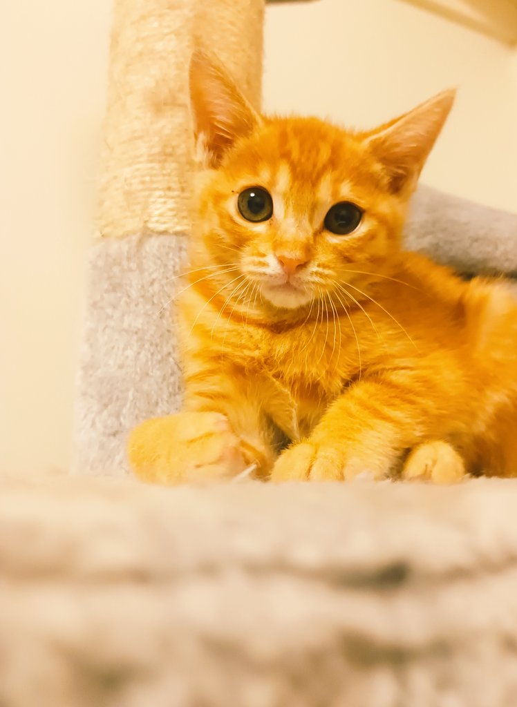senchan707's tweet photo. 14日間の隔離期間が終わりました🐅
早速キャットタワー🗼お気に入り🐾

茶トラは8（♂）∶2（♀）の割合いと言われていてこの子も男の子だろうなと思って
トラ吉ーと呼んでいましたが
まさかの女の子でした🎀😂🙏 https://t.co/O7VFkT4DJS