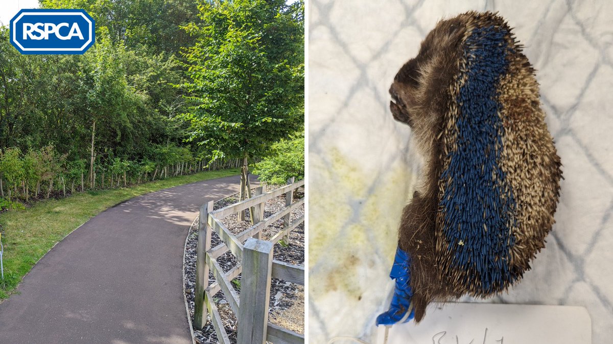 🦔 This poor hedgehog was found with his legs tied together with tape, his spines cut and sprayed with paint in #Holt, #Norfolk on 15th July 😔

📞 If you have any info, please contact our appeals line on 0300 123 8018.

❌ Help us to #CancelOutCruelty: bit.ly/42ZZXHS