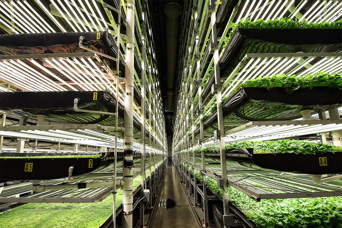 Vertical farming is failing as its weaknesses - high energy use, pathogens, general stupidity - become clear. Only the fantasies of tech investors allowed this to happen. Those who understand plants knew this would happen. @GlobalEcoGuy has predicted this for many years. 1/4