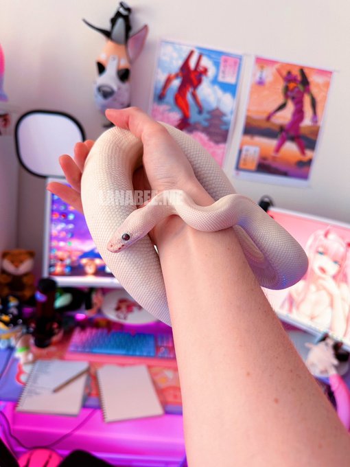 Look who actually came out of her hide today ✨💕 TW snake https://t.co/JoqgcEAJtF