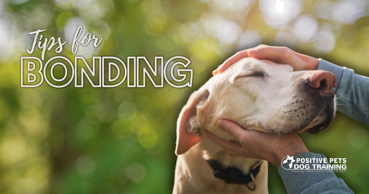 Tips for Bonding with Your Partner’s Dog | x.com/positive_petsid