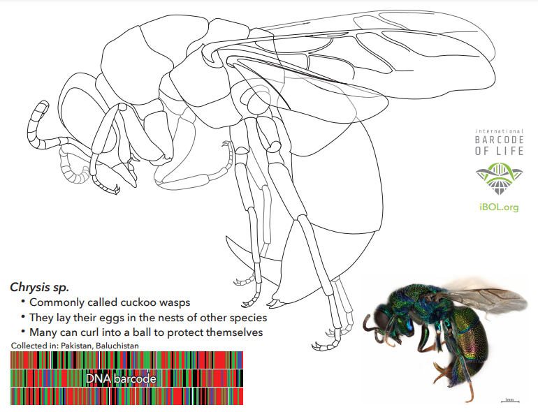 AzulA_DiazS's tweet photo. Código de Barras de DNA de Leopardus pardalis
1/7Técnica propuesta por Hebert et al., 2003 como un sistema de identificación de especies utilizando el gen mitocondrial COI en animales y el gen matK del cloroplasto para plantas, regiones estandarizadas del genoma. #2023BNTT_IPN https://t.co/rC3C3EJZ0S