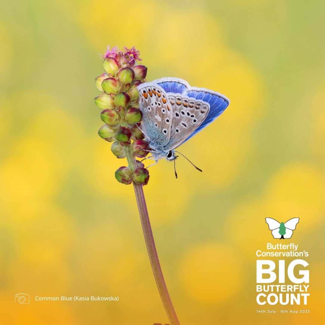 Butterfly Conservation 🦋 tweet media