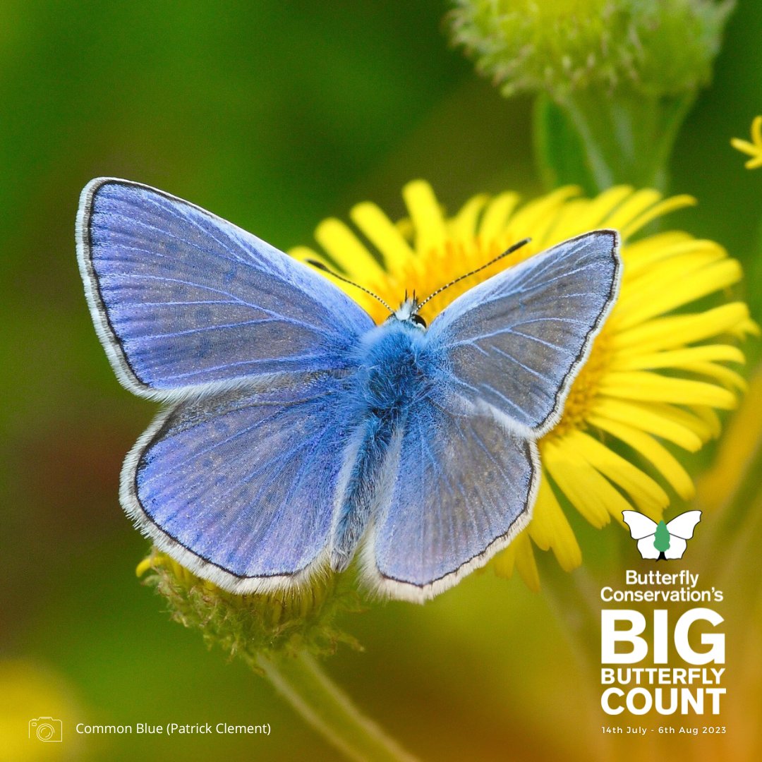 Say hello to the Common Blue butterfly, the most widespread blue butterfly in Britain and Ireland! 🦋

Discover this magnificent creature fluttering through a variety of grassy habitats 💙🌿

One to record during #BigButterflyCount

Download the app: qrco.de/bd03kr
