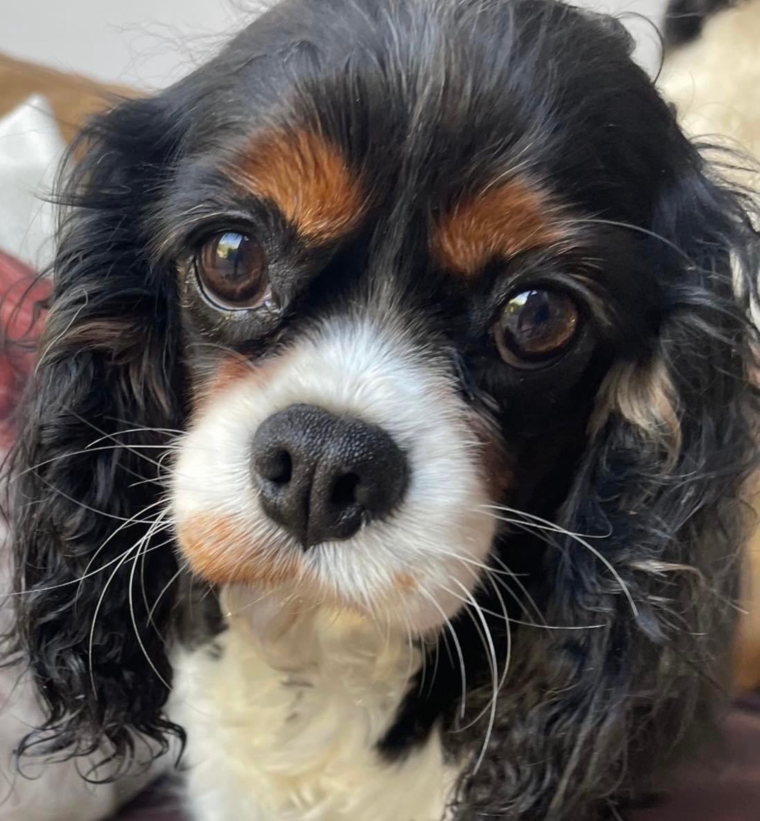 We've seen an alarming increase in individuals purchasing Cavaliers through selling websites, or social media, without having proper funds for veterinary care. When health problems arise, we are often the first point of contact for advice and help.

Here's the cold hard truth: