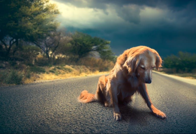 LigueDesAnimaux's tweet photo. Un abandon a lieu toutes les 3 minutes en France.

#stopabandon https://t.co/xchzWaD0qc