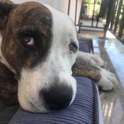 Lufengosaurus's tweet photo. #YeniProfilResmi https://t.co/7a9jeWjuZT