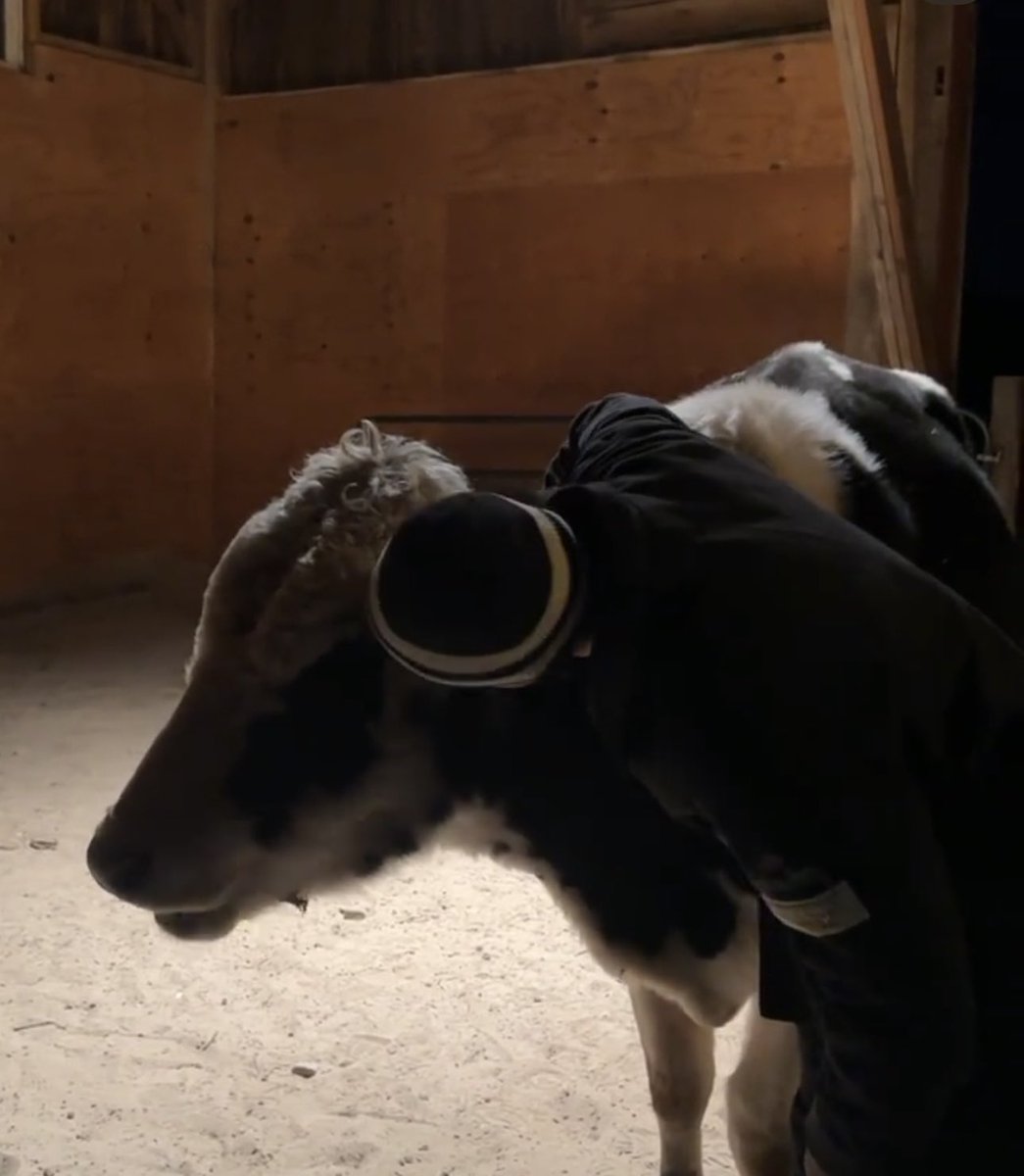 8HRFLIGHT's tweet photo. not grayson with the MF COW i will scream right now https://t.co/Q3oWMHwxne