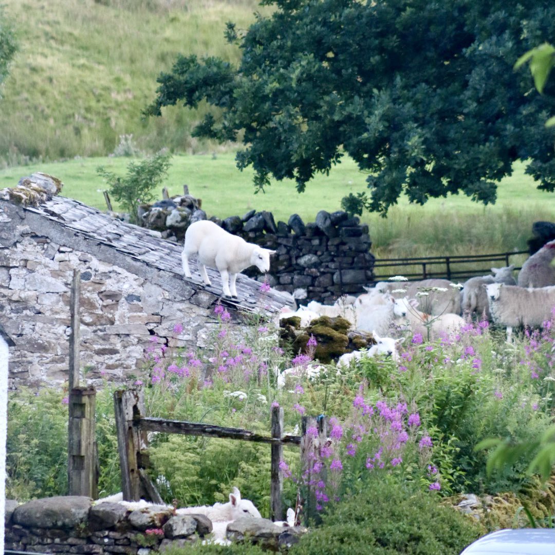 The sheep are causing chaos. In gardens. On roofs. Everywhere.

My neighbour marched out with her hands on her hips to shoo them into the field. 9 mins later they were back. Now she’s just given up and is standing by her front door taking pictures of them.