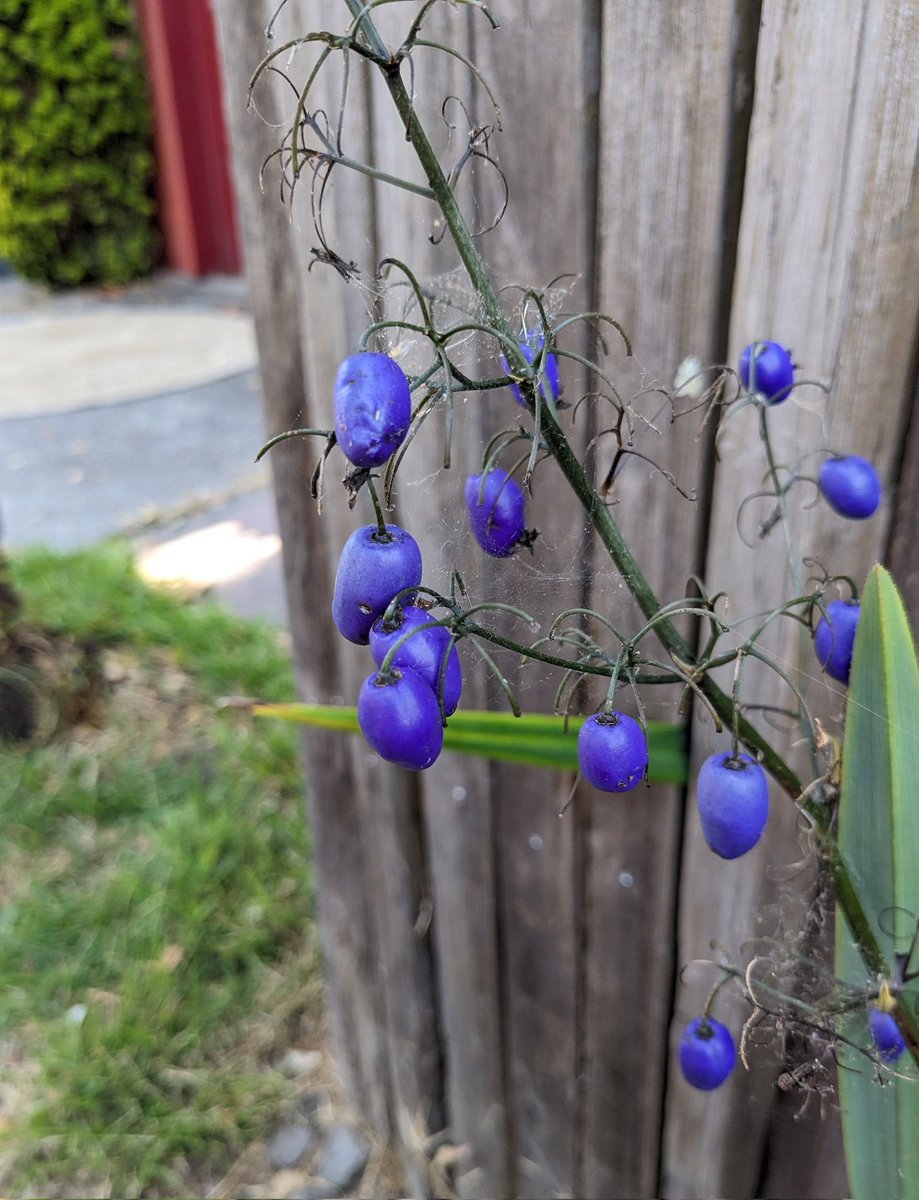 terian 💀💾🌸 tweet media