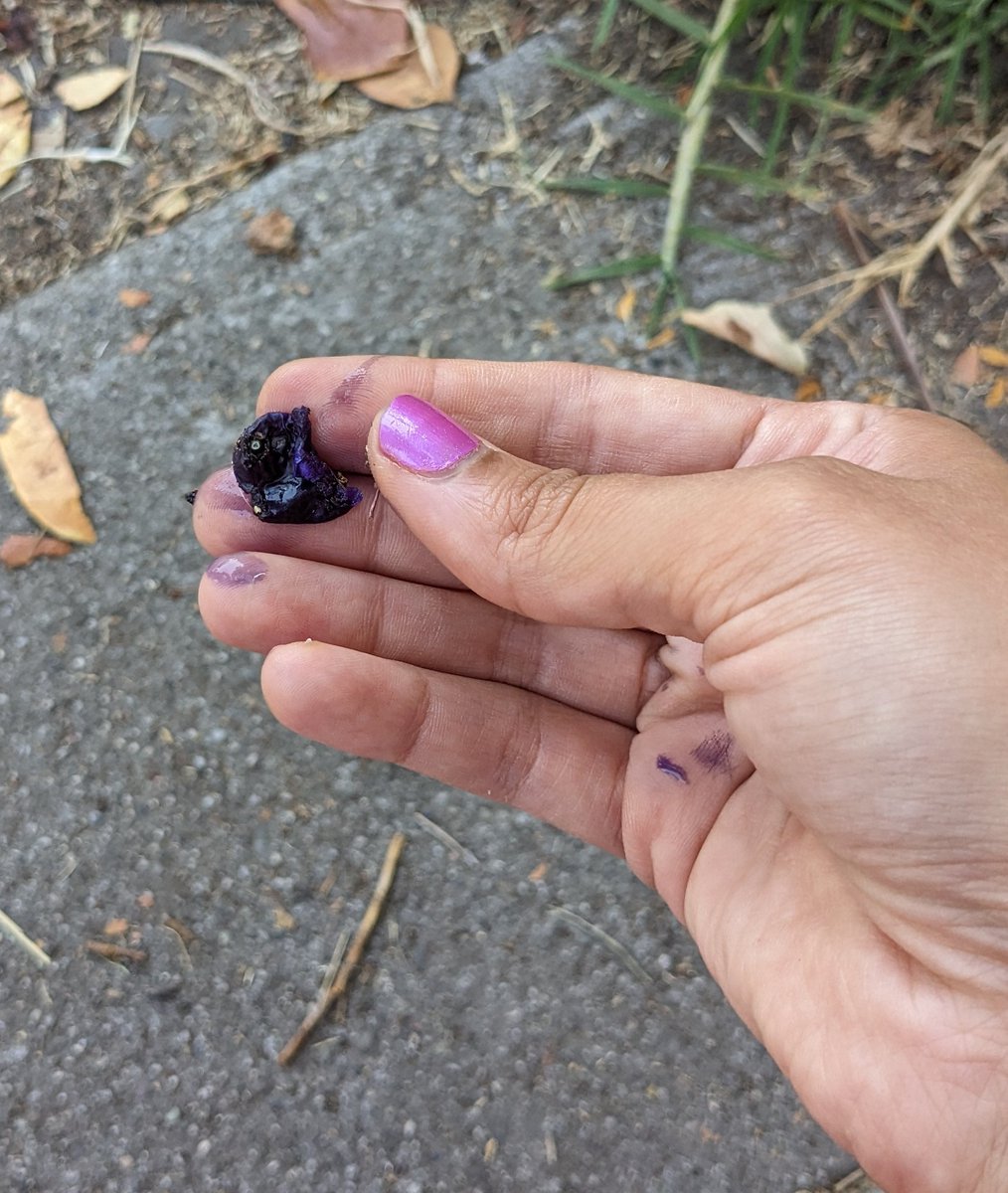 flax lily berries are <b>BLUE</b>