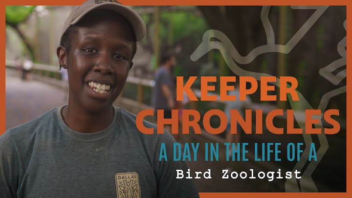 A Day in the Life of a Bird Zoologist. WATCH as Senior Zoologist Bertha M. shows you what it takes to care for our feathered friends at the Zoo! youtu.be/mYa04hyLpmg

P.S. Keep your eyes peeled for a glimpse of our adorable new whooping crane chick!

#NZKW #WeAreAZA