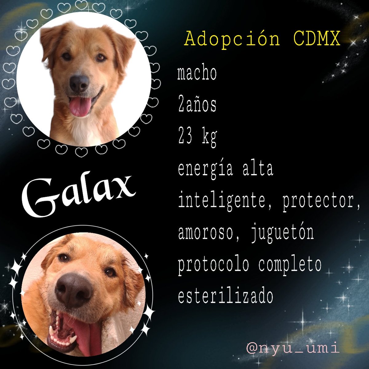 Sé que muchos amaríamos que los gemelitos se vayan juntos y aunque no han tenido solicitudes hace mucho tiempo, ni separados, ni juntos, y he aguantado lo más posible, empezaré a buscar su adopción solo por separado.
Cada uno es particularmente hermoso y especial. 
RT por favor!