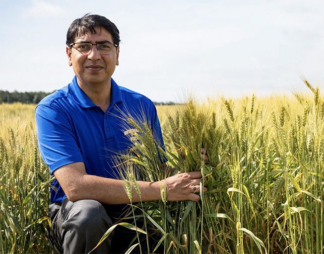 SDState's tweet photo. Sunish Sehgal, an associate professor and a #SDState winter wheat breeder, was honored by the Wheat Quality Council with the 2023 Millers Choice Best of Show Award for the second consecutive year.

→ https://t.co/n6v2pwU72U https://t.co/9QqKqQ1fqS