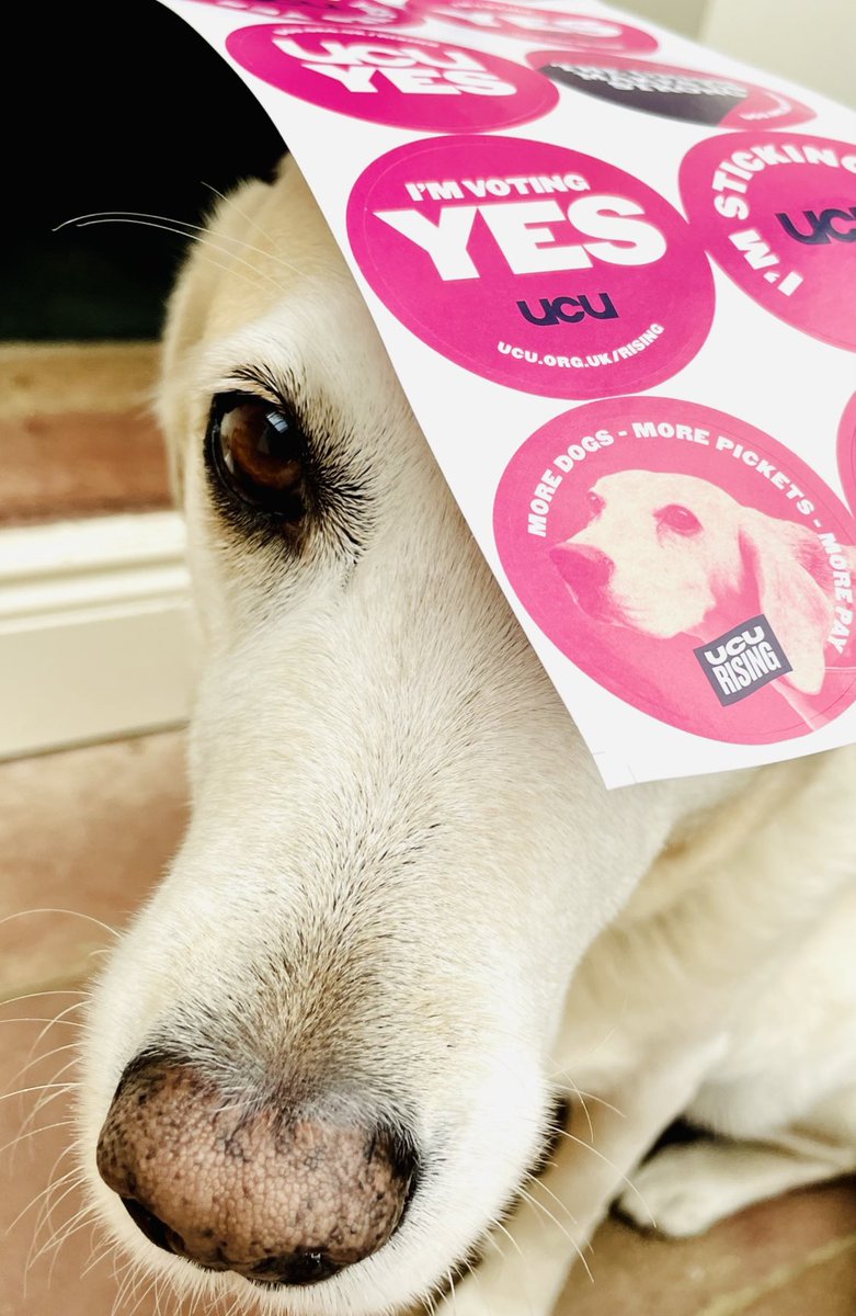 Robert MacDonald tweet media