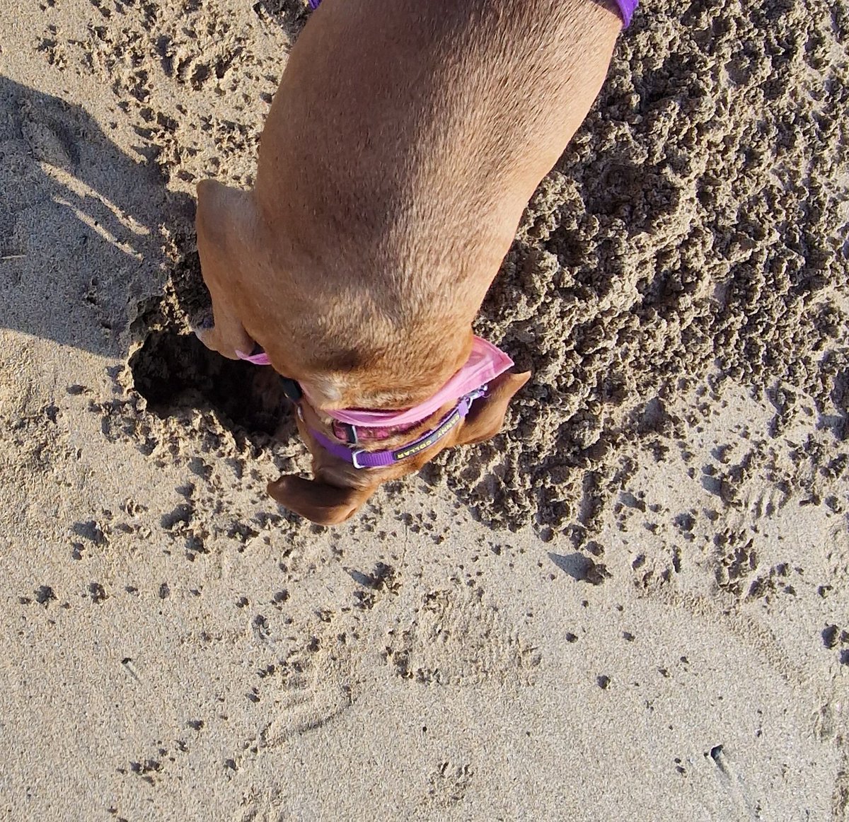 @No6Newquay <a href="/beauty_cornwall/">We ❤️ Cornwall</a> <a href="/dogslovebeaches/">Cornish Dog Beaches</a> Having digging fun at Gwithian!!