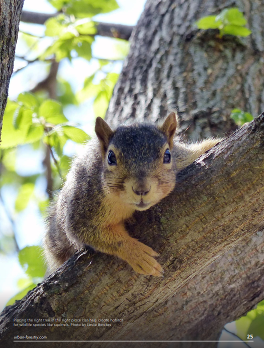 usfs_nrs's tweet photo. #NewPublication: Urban forests as habitat for people and wildlife
https://t.co/T85nu8ef4Y https://t.co/0AsRfWiAgu