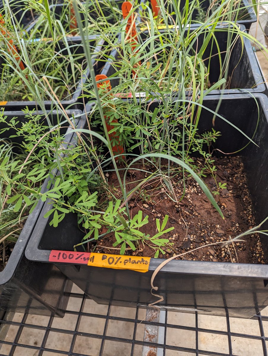 realgedmiller's tweet image. Hmmm green not plant?
#namethatplant