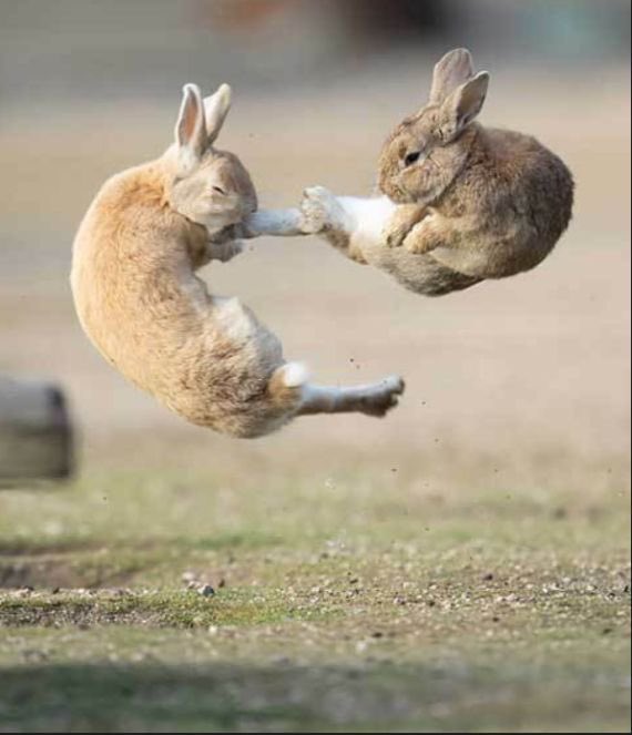 out of context rabbits tweet media