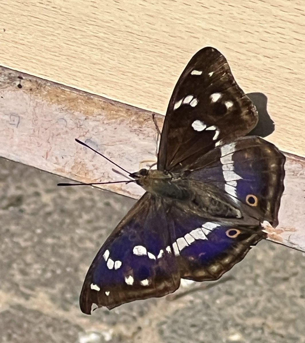 kirstielast's tweet photo. Saw this beautiful fairly rare and elusive purple emperor butterfly @RSPBMinsmere today. It was very happy spending quite some time outside the cafe delighting visitors.
@RSPBMinsmere 
@Natures_Voice 
@RSPBEngland 
@savebutterflies 
#loveminsmere 💙 https://t.co/zPeVwdCC0q