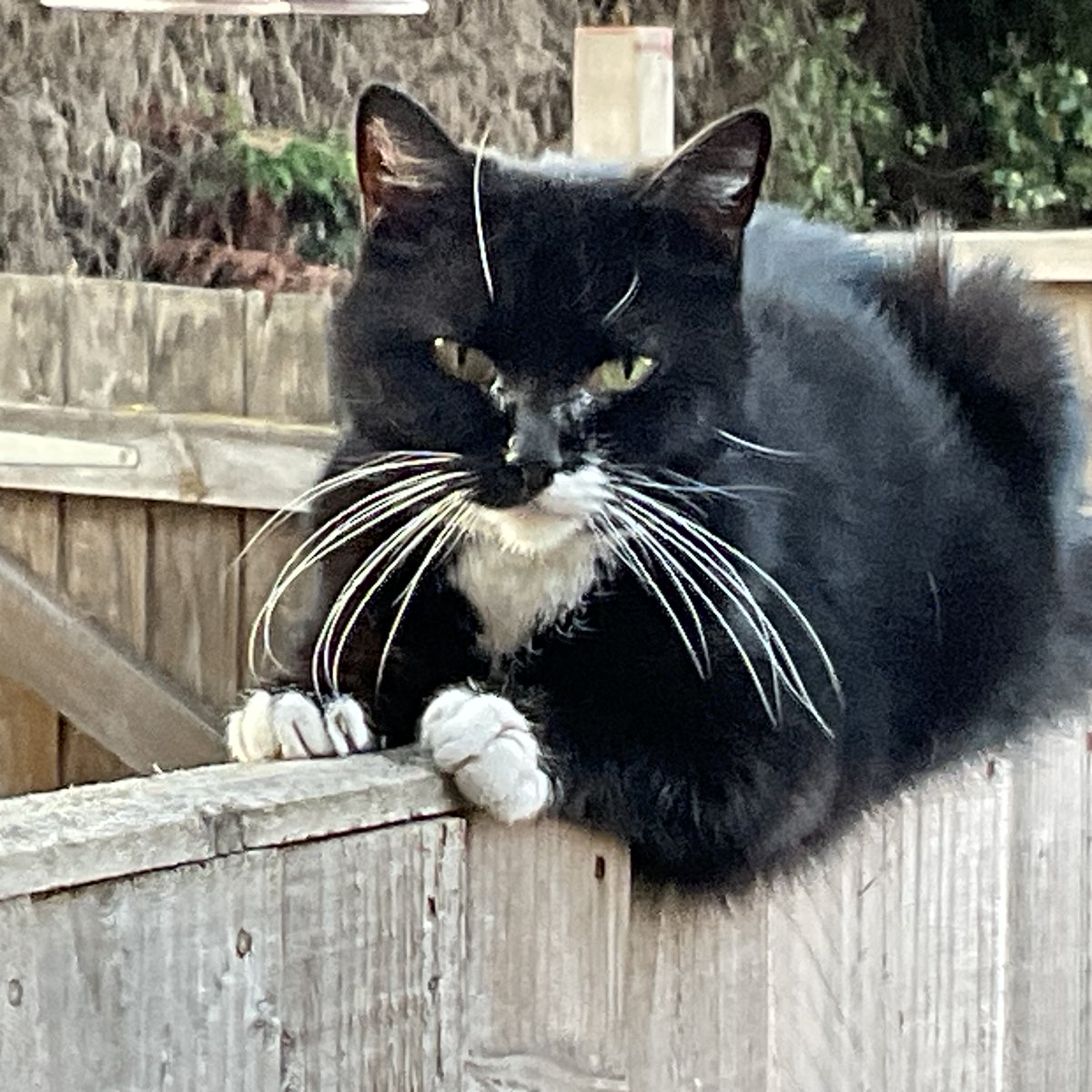 AndTwiglet's tweet photo. Not been around much because humans now have those things..think they call them full time jobs (whatever that means) but we’re still here and to prove it here’s my #whiskerswednesday and I look mighty fine #Hedgewatch https://t.co/uT5S12eKre