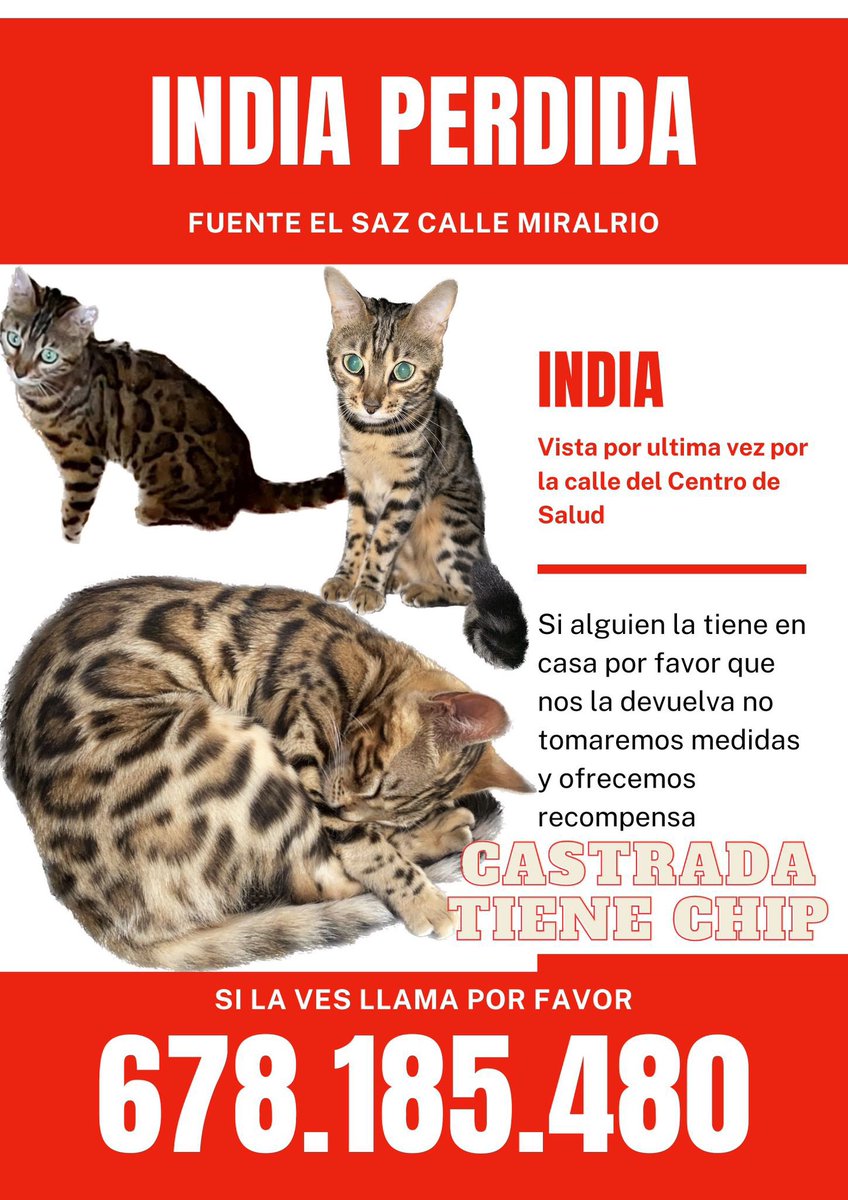 Ya ha pasado más de una semana y les quedaba twitter aún por difundir, aquí os dejo el cartel de India, es una gata súper especial sobretodo para dos niños que la echan mucho menos. Difundid 🙏 #sebuscagataindia #FuenteelSaz