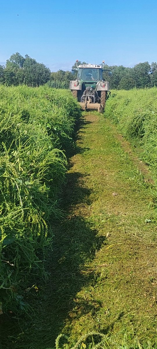 FPetorin's tweet photo. Cet après-midi c'était le broyage des rangs mâles des #betteraves !!
Étape suivante le fauchage andainage des femelles d'ici une semaine ! #missbetter
#ceuxquifontlessemences #FrAgTw
@_MissBetter @LaFNAMS @semae_officiel @semaeOuest @DeleplanqueCie @NatDedieu https://t.co/1WALxIlnBn