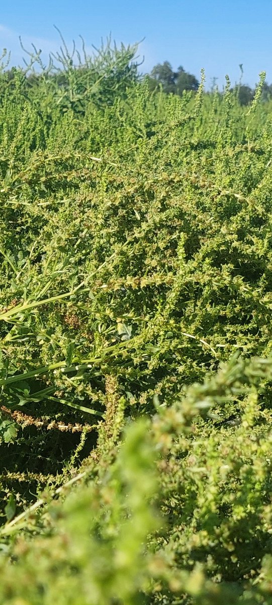 FPetorin's tweet photo. Cet après-midi c'était le broyage des rangs mâles des #betteraves !!
Étape suivante le fauchage andainage des femelles d'ici une semaine ! #missbetter
#ceuxquifontlessemences #FrAgTw
@_MissBetter @LaFNAMS @semae_officiel @semaeOuest @DeleplanqueCie @NatDedieu https://t.co/1WALxIlnBn
