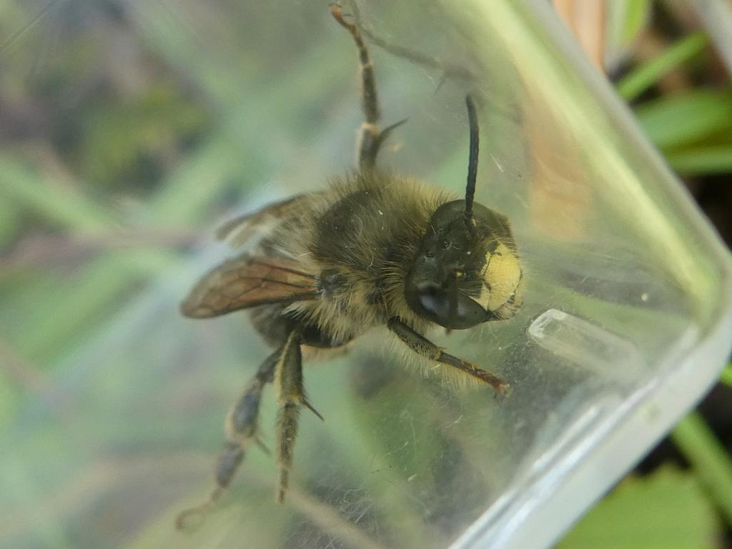 Another new bee species recorded for the county and this time its the 100th one! Large meadow mining bee, Andrena labialis. <a href="/HeritageFundUK/">The National Lottery Heritage Fund</a> @clan_cic