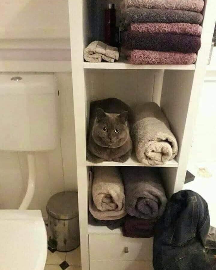 ShouldHaveCat's tweet photo. https://t.co/3dNDfkWMU0