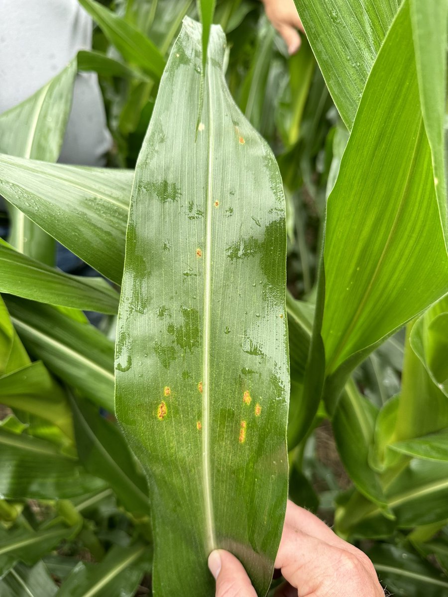 Bodie Kitchel tweet media