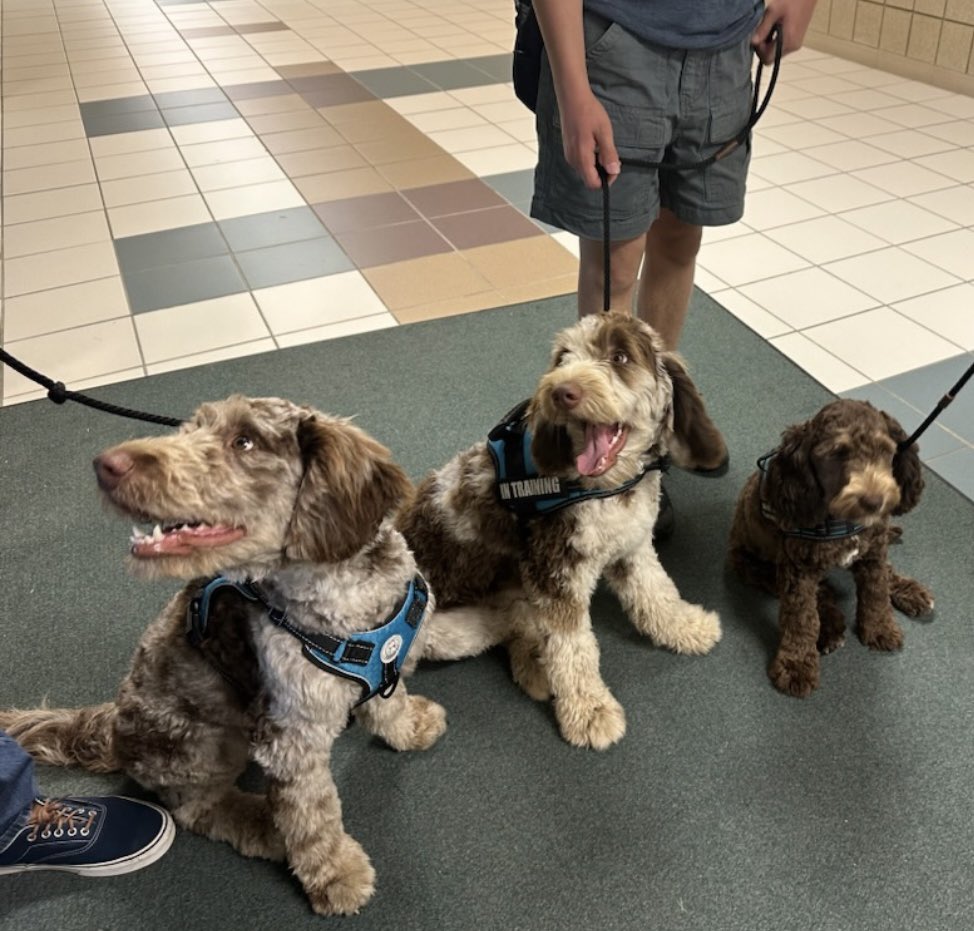 the_claww's tweet photo. SO excited to welcome these pups to the Novi community come Fall, especially Cooper at @NoviOrchardHill 💚 https://t.co/PAE4aj8xFM