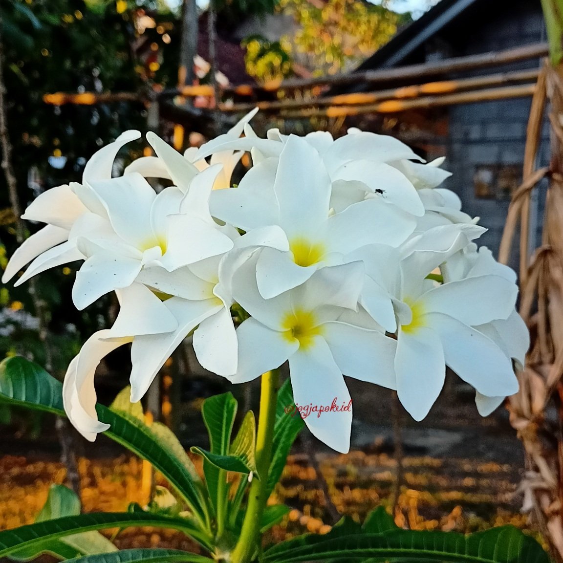 jogjapokeid (@jogjapokeid) on Twitter photo #F4F_Nusantara
thank you
โฉโฝ <a href="/MIHaque10/">Dr. M. l. Haque #TMMIH10</a>
<a href="/balbirs1728/">Balbir Singh</a>
<a href="/otrogoga60/">แด๊ฑแดแดส ษขแดแดแดแดข ษขแดสแดษชแด</a>
@Soraya123455
<a href="/Aegir25/">เผJohnเผ</a>
<a href="/nbea_h/">#๐พ๐๐๐๐๐ฑ๐๐๐๐๐๐ #๐ฟ๐๐๐ฑ๐๐๐๐๐๐</a>
<a href="/AliceUnidoSTeam/">Alice๐จ๐ตTeamUnidoS</a>
<a href="/ganjariancom/">Spartan Indonesia</a>
<a href="/maharanic094/">Cinta Maharani</a>
<a href="/ardiDoremifa/">ardi</a>
<a href="/MasAdriaan/">Mas Adriaan</a>
<a href="/JorhanSyah/">๐ฑ๐ถ๐ฏ๐จ๐ต ๐บ๐จ๐ฏ..</a>
@Ndukla2
<a href="/Isnantyo/">Isnantyo Widodo</a>
@V4R6A5
<a href="/503PL0/">Budisuplo</a>
<a href="/mvang77/">Meng</a>
<a href="/jyothinder/">Jyothindranath. JYOTHI ๐๏ธ๐ช๐๐ฉ</a>
<a href="/pujianiSN/">zabibze</a>
<a href="/alex4efah/">Al3xand3r</a>
<a href="/liest07list/">๐ด Liest 07</a> #F4F_Nusantara
thank you
โฉโฝ <a href="/MIHaque10/">Dr. M. l. Haque #TMMIH10</a>
<a href="/balbirs1728/">Balbir Singh</a>
<a href="/otrogoga60/">แด๊ฑแดแดส ษขแดแดแดแดข ษขแดสแดษชแด</a>
@Soraya123455
<a href="/Aegir25/">เผJohnเผ</a>
<a href="/nbea_h/">#๐พ๐๐๐๐๐ฑ๐๐๐๐๐๐ #๐ฟ๐๐๐ฑ๐๐๐๐๐๐</a>
<a href="/AliceUnidoSTeam/">Alice๐จ๐ตTeamUnidoS</a>
<a href="/ganjariancom/">Spartan Indonesia</a>
<a href="/maharanic094/">Cinta Maharani</a>
<a href="/ardiDoremifa/">ardi</a>
<a href="/MasAdriaan/">Mas Adriaan</a>
<a href="/JorhanSyah/">๐ฑ๐ถ๐ฏ๐จ๐ต ๐บ๐จ๐ฏ..</a>
@Ndukla2
<a href="/Isnantyo/">Isnantyo Widodo</a>
@V4R6A5
<a href="/503PL0/">Budisuplo</a>
<a href="/mvang77/">Meng</a>
<a href="/jyothinder/">Jyothindranath. JYOTHI ๐๏ธ๐ช๐๐ฉ</a>
<a href="/pujianiSN/">zabibze</a>
<a href="/alex4efah/">Al3xand3r</a>
<a href="/liest07list/">๐ด Liest 07</a>