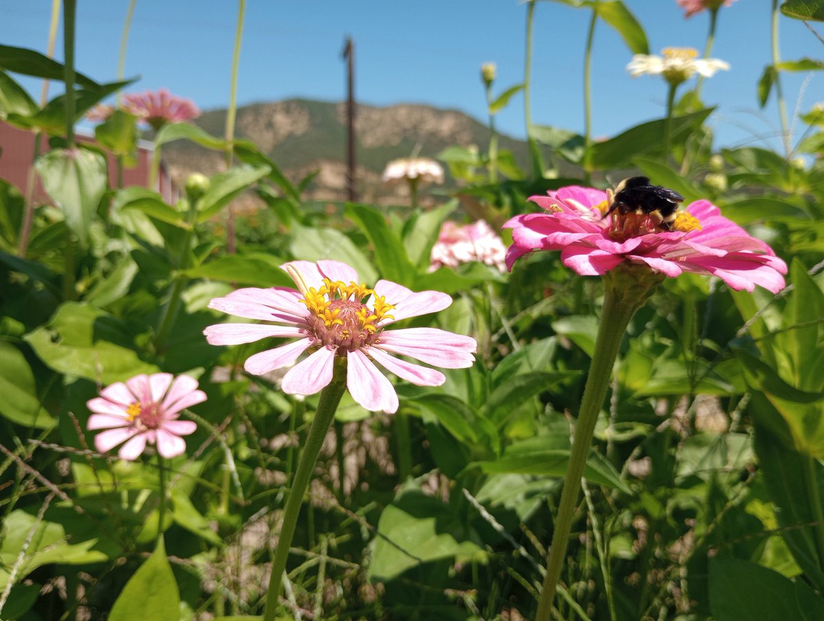 Watched bees enjoying the zinnias at Del Rio vineyards thanks to a Go Rogue story. These flowers are ready to pick