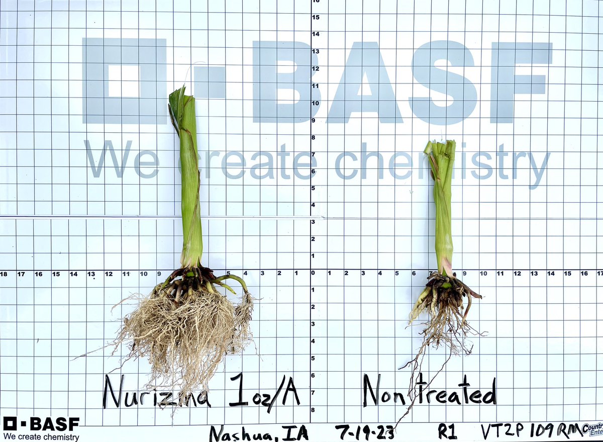 Putting the newest insecticide in the #BASF pipeline to the 🌽Rootworm Litmus Test! 🙌🏼