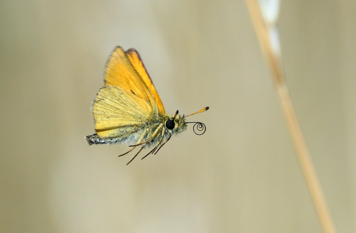 To capture insects in flight, sometimes needs a bit of luck. This small Skipper was luck, and I think it flew into view as the main subject flew off, namely a Marbled white butterfly. Still, it's not a bad example of a very small butterfly in flight. 😉