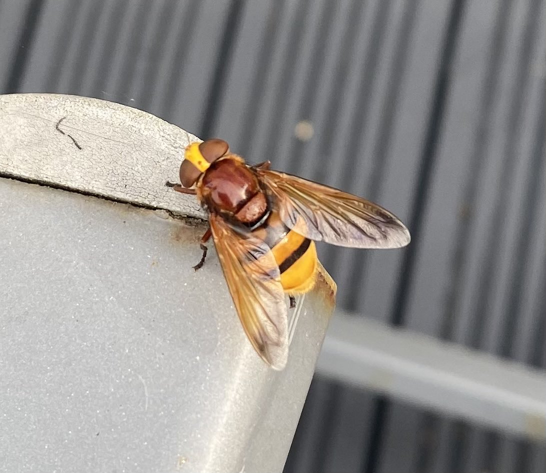 What is this that landed on my garden chair? #wasp #asianhornet #bee #bug