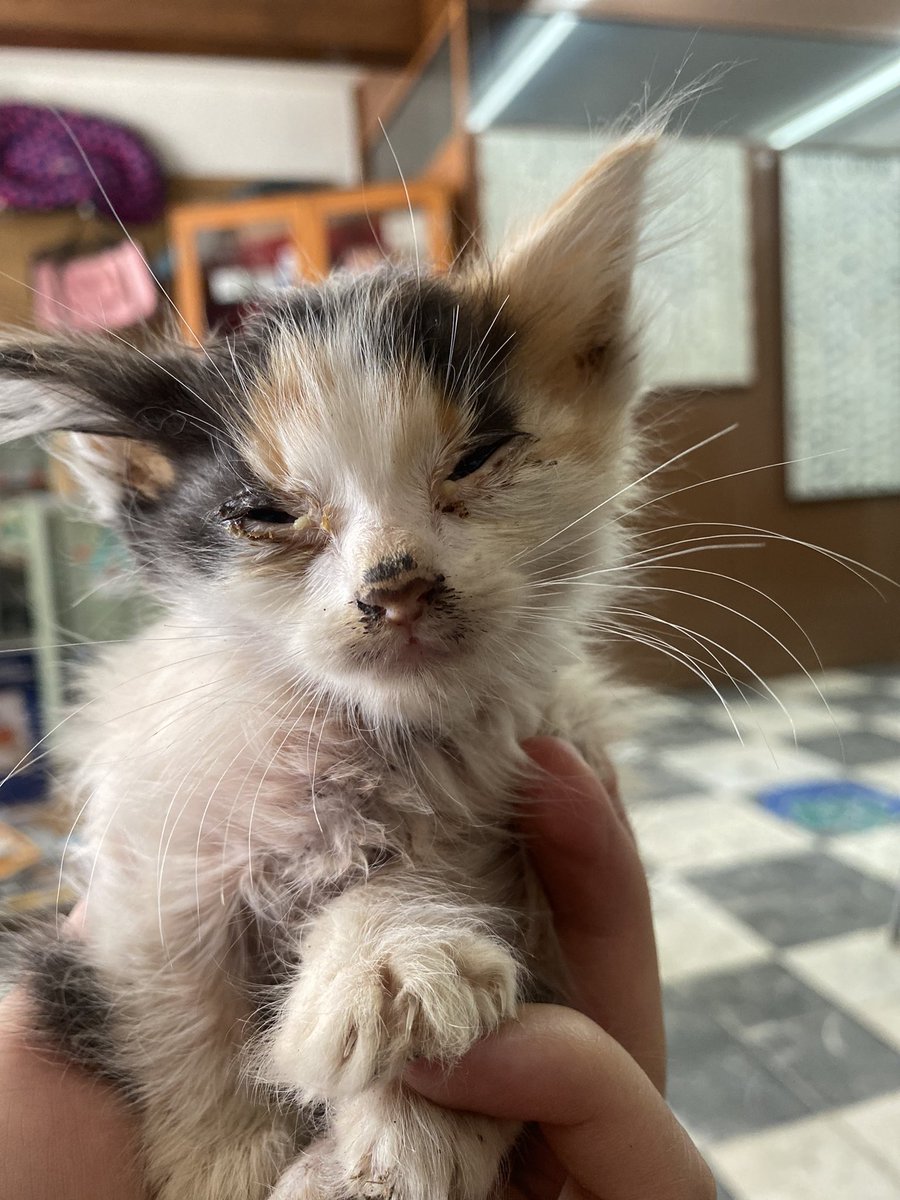 Alina on Twitter "Bueno pues fuimos y solo pudimos atrapar a estas dos