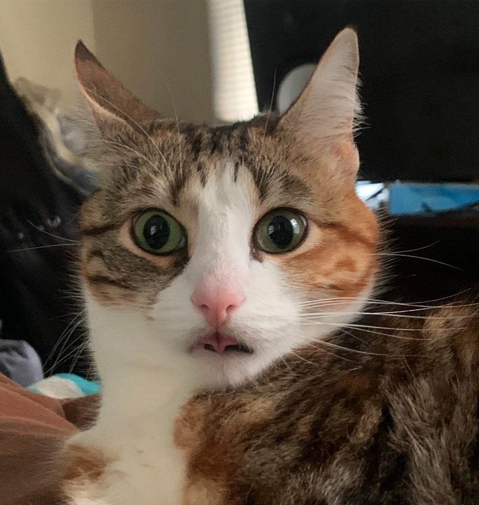 emilywritesstuf's tweet image. Me, staring at my bank account after paying rent on a non-pay week #WhatTheWhat