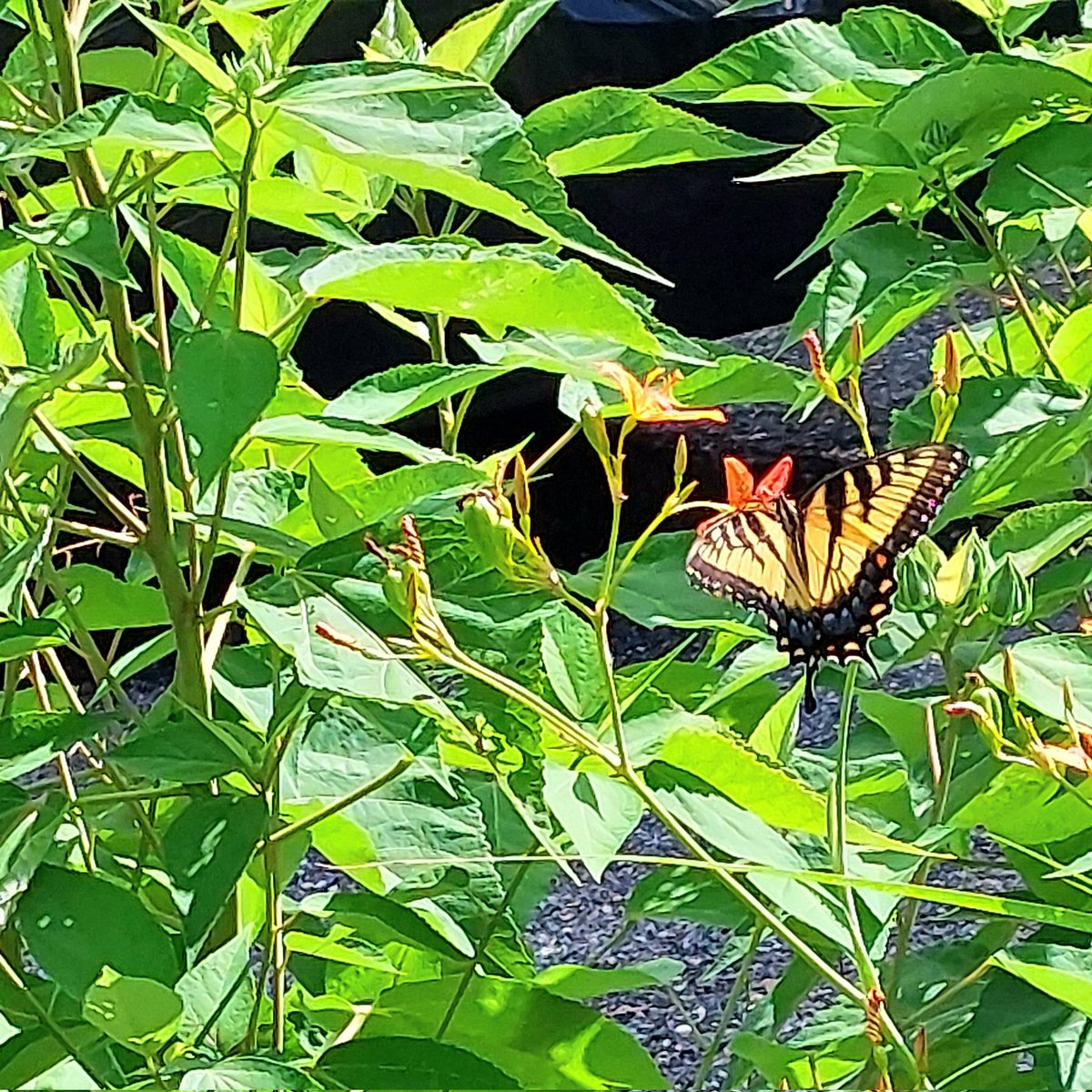 bethstuart97's tweet image. Really enjoying following all the tweets from #SAPC2023 #SAPCASM. Some great work on show! Whilst I&apos;m sorry to miss it, I&apos;ve found a few great things to look at here too.