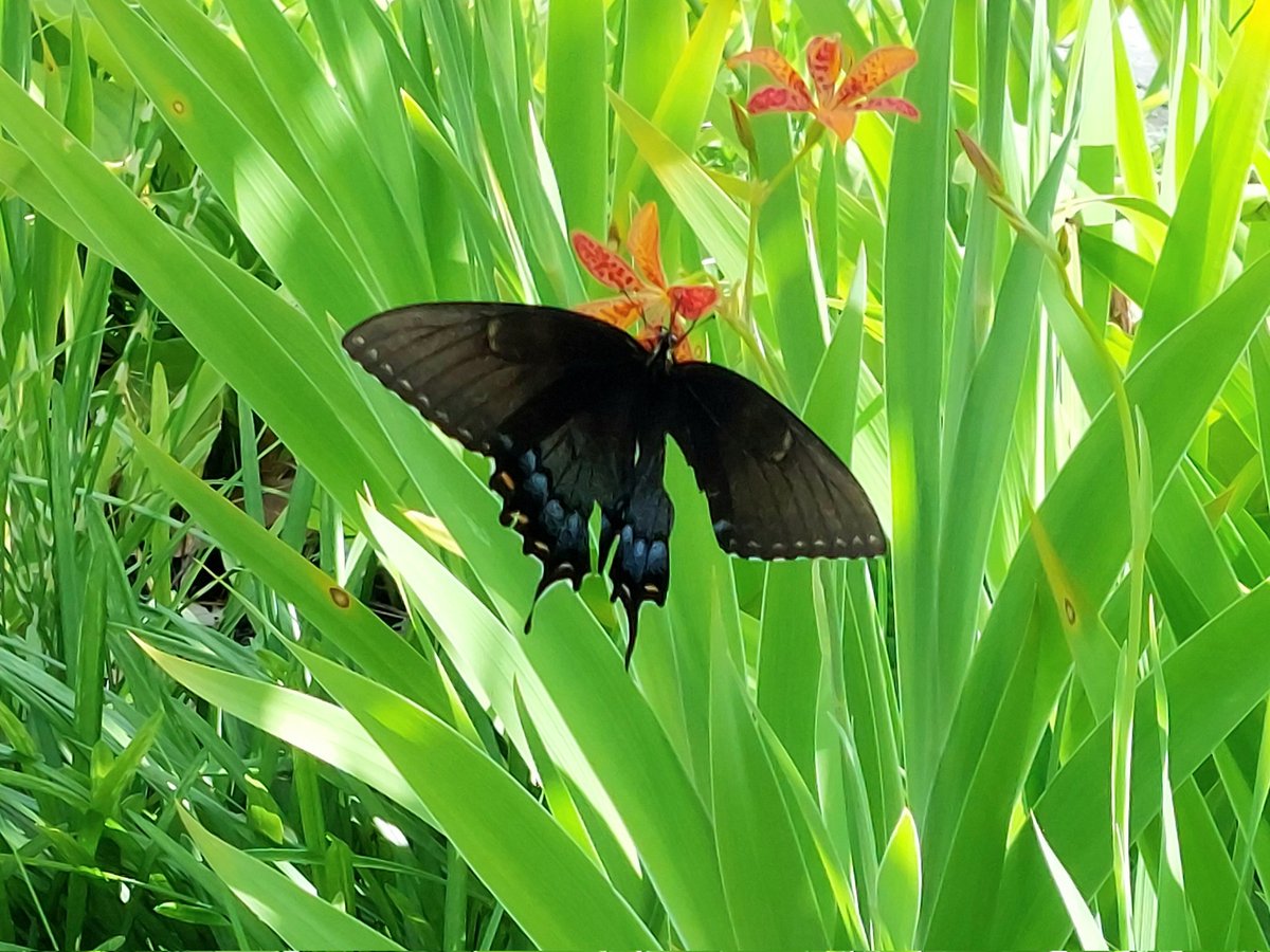 bethstuart97's tweet image. Really enjoying following all the tweets from #SAPC2023 #SAPCASM. Some great work on show! Whilst I&apos;m sorry to miss it, I&apos;ve found a few great things to look at here too.