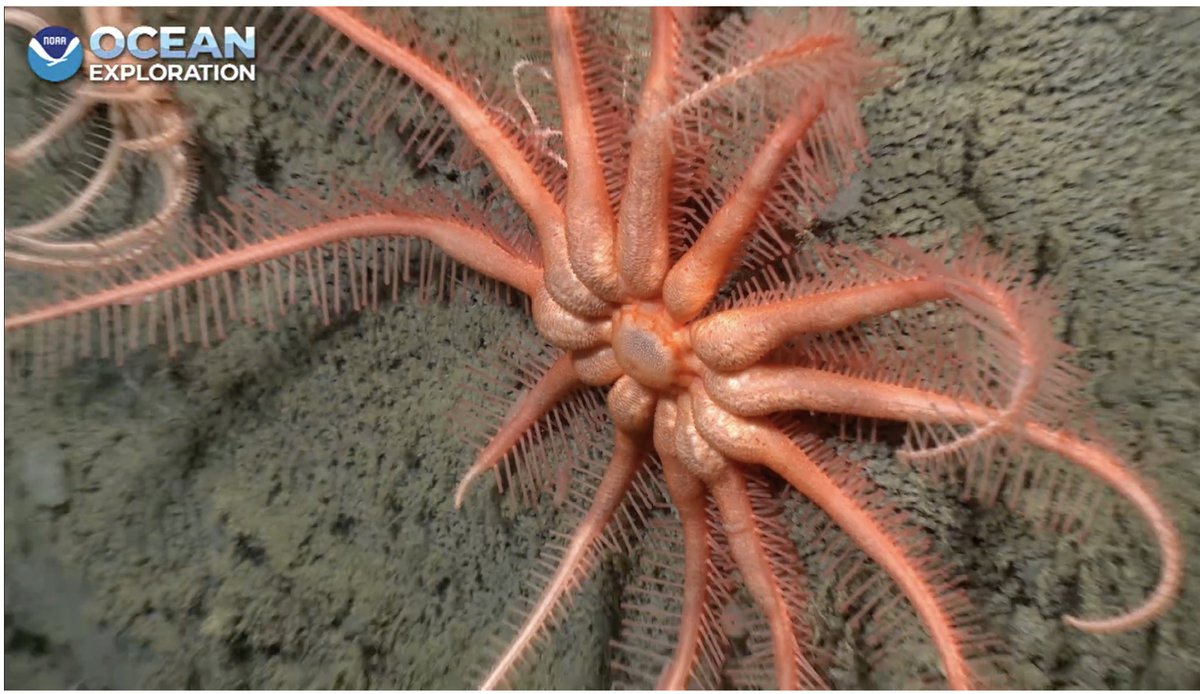 Christopher Mah, @echinoblog.bsky.social tweet media